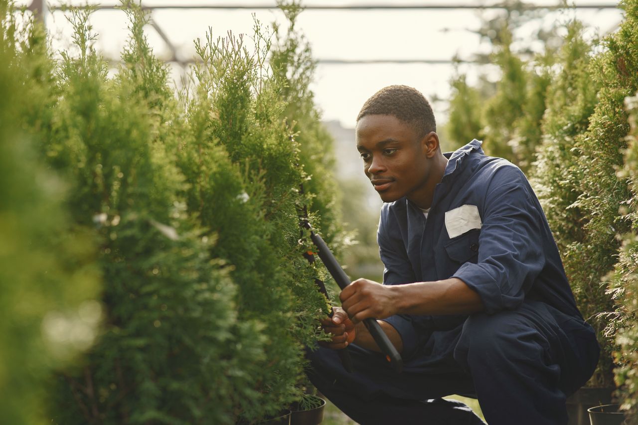 about-02 Young male gardener squatting while trimming plants in an outdoor nursery, wearing blue coveralls.